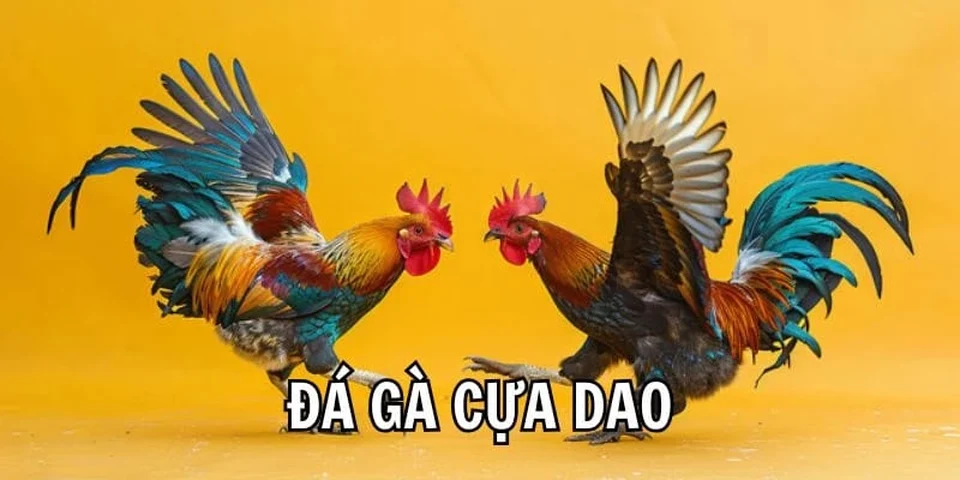 Đá gà cựa dao đang diễn ra tại đấu trường hợp pháp Thomo