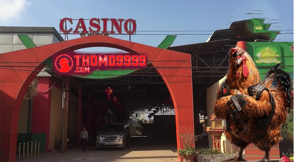 Trường gà Thomo – nơi diễn ra hàng trăm trận đấu cựa dao mỗi ngày