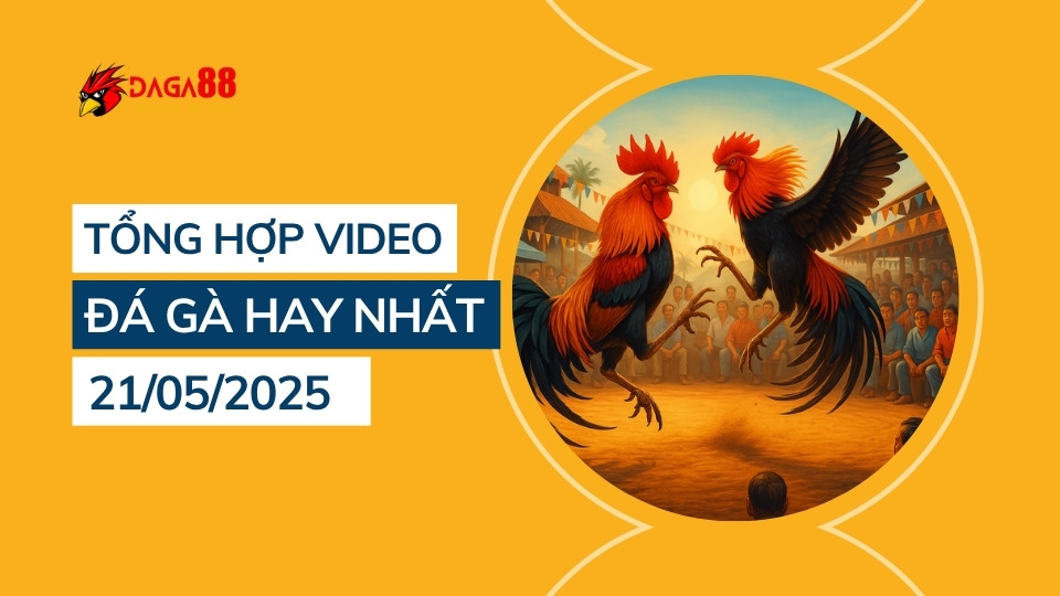 Tổng hợp video đá gà hay nhất 21/05/2025