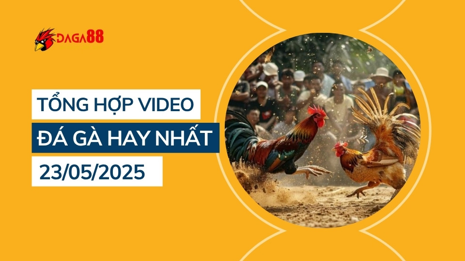 Tổng hợp video đá gà hay nhất 23/05/2025