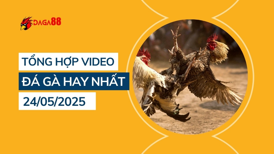 Tổng hợp video đá gà hay nhất 24/05/2025