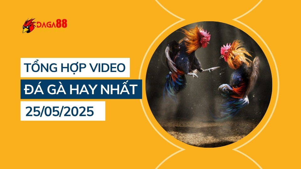 Tổng hợp video đá gà hay nhất 25/05/2025