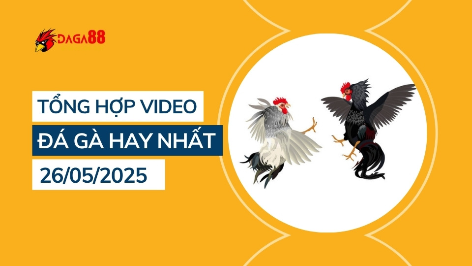 Tổng hợp video đá gà hay nhất 26/05/2025