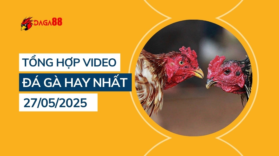 Tổng hợp video đá gà hay nhất 27/05/2025