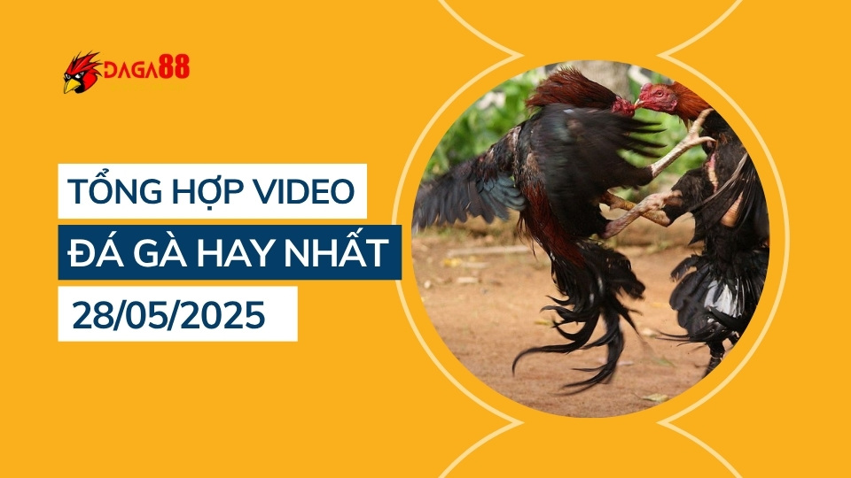 Tổng hợp video đá gà hay nhất 28/05/2025