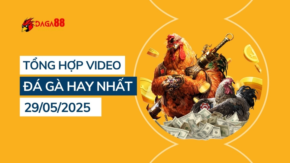 Tổng hợp video đá gà hay nhất 29/05/2025