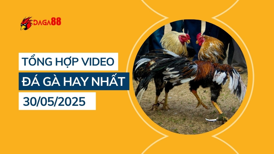 Tổng hợp video đá gà hay nhất 30/05/2025