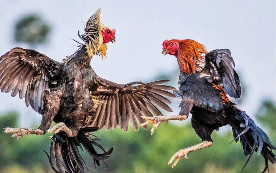 Hàng ngàn hội viên tham gia xem và cược đá gà Thomo qua Daga88 mỗi ngày