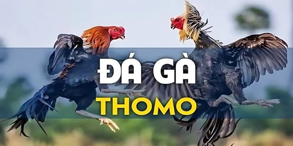 Giao diện xem trực tiếp đá gà Thomo được tùy chỉnh cho màn hình nhỏ