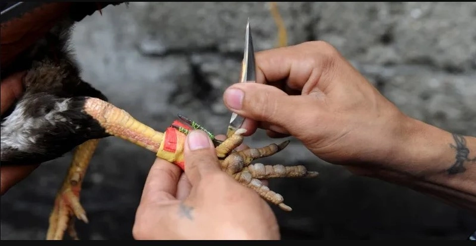 Chiến kê được huấn luyện kỹ thuật đá gà cựa dao bài bản tại trại liên kết Sv368