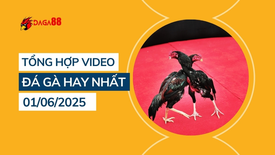 Tổng hợp video đá gà hay nhất 01/06/2025