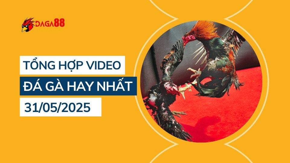 Tổng hợp video đá gà hay nhất 31/05/2025